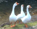  3 ducks creekside 